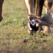 Échec de la capture d’une Pie bavarde par une femelle d’Épervier d’Europe